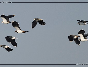 Animali 197